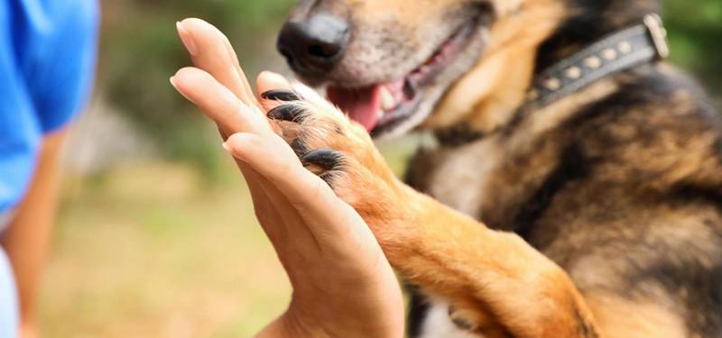 Dressage et éducation de chiens par un professionnel Ciotat symbiose éducateur canin
